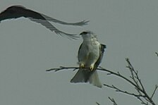 kite 12.jpg